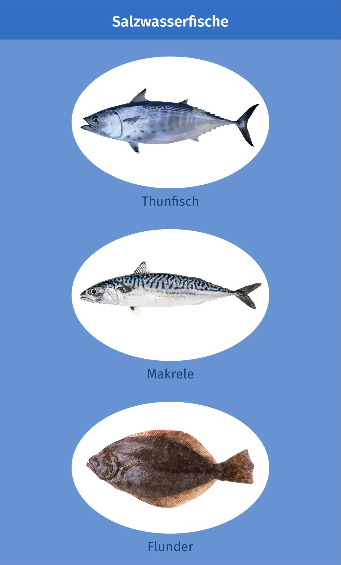 Bilder Salzwasserfische Steckbrief