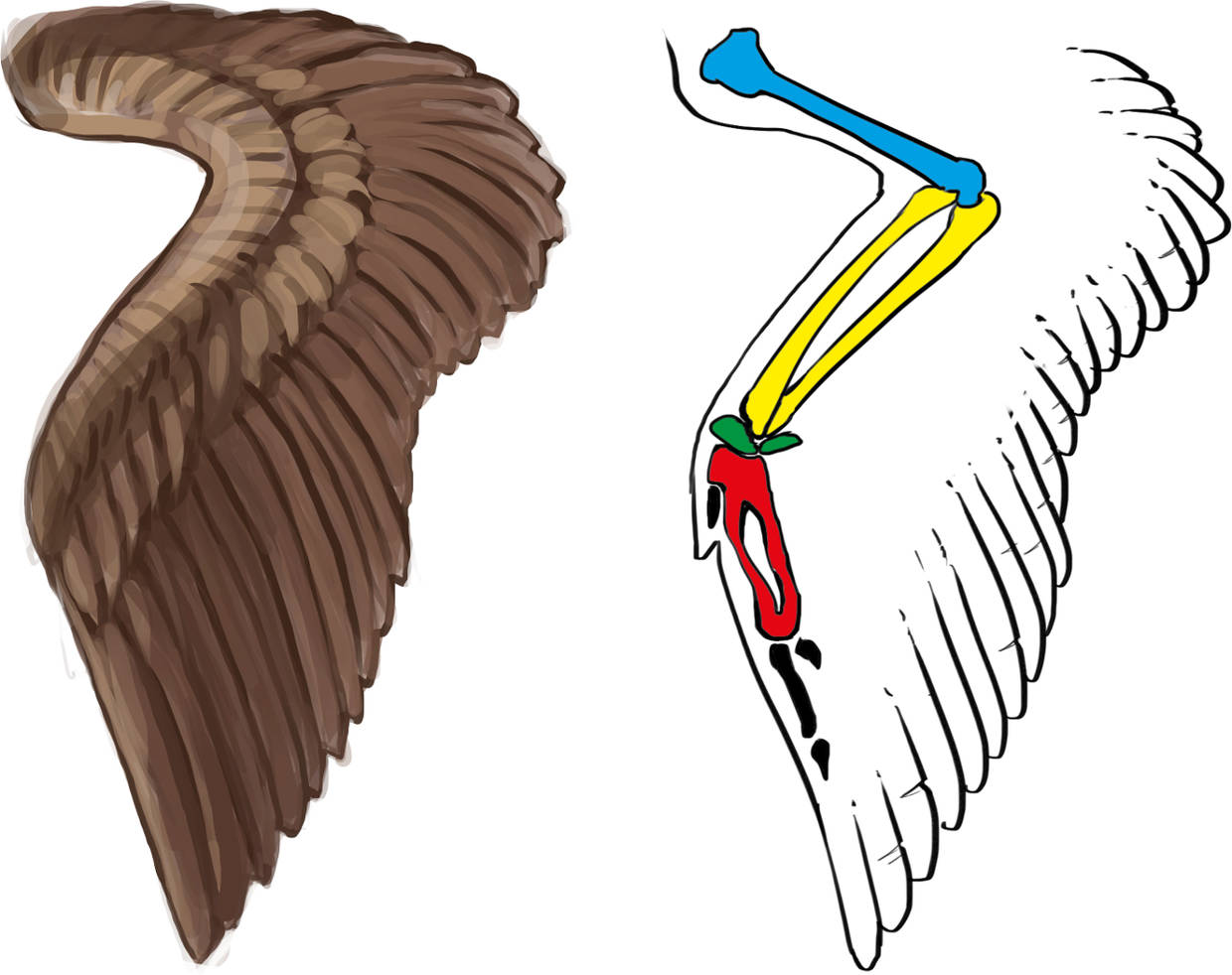 Vögel online lernen Vögel online lernen