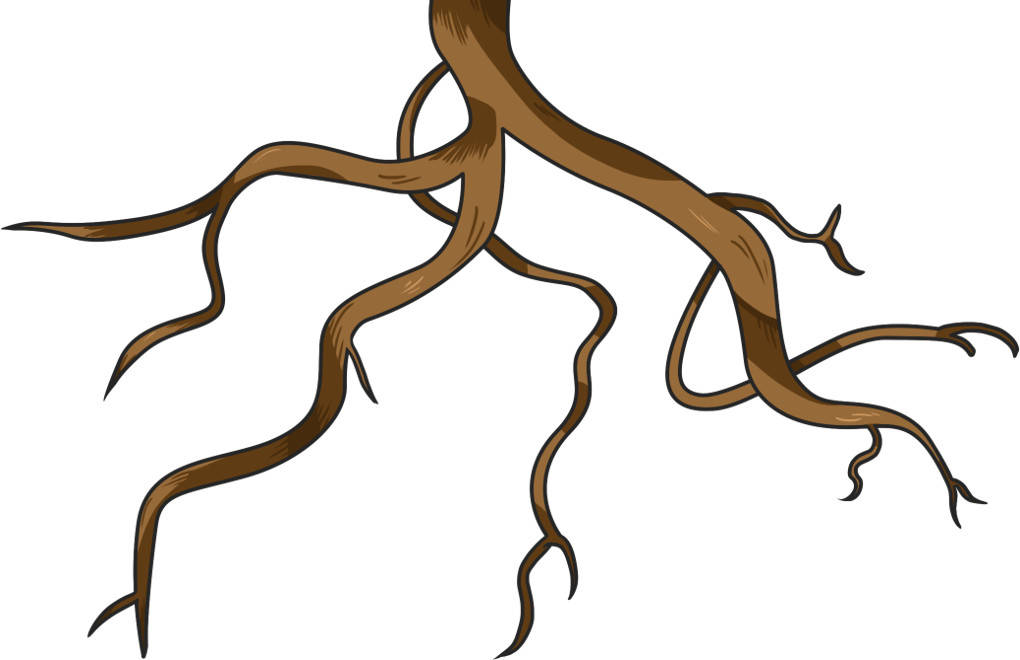 Wurzel Aufbau Und Funktion Entwicklung und Aufbau von Samenpflanzen online lernen