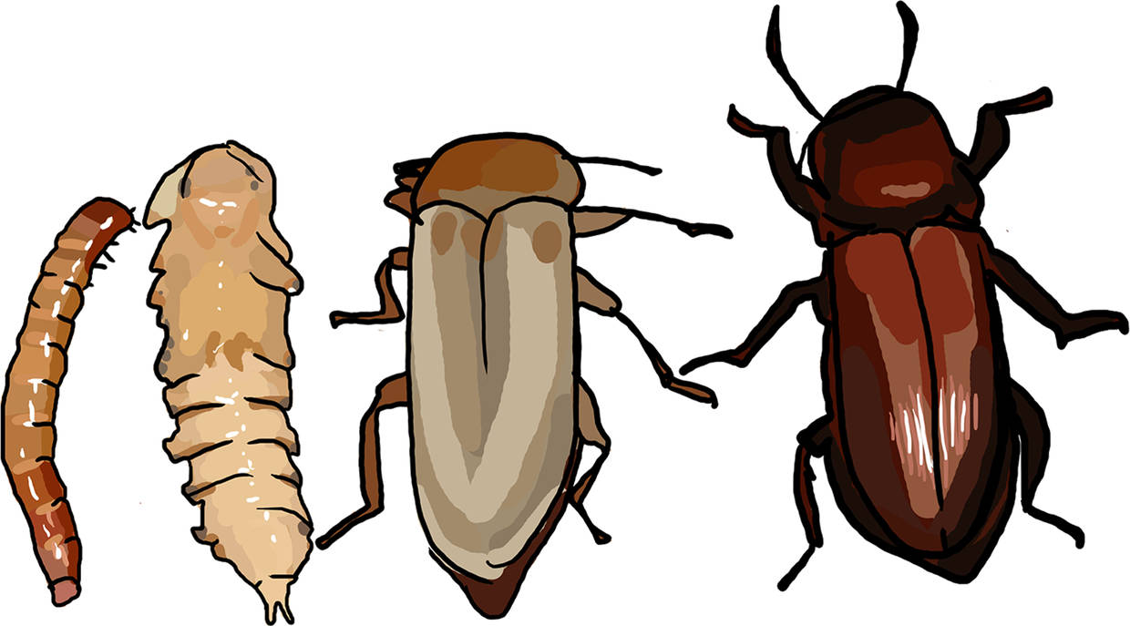 Partnersuche insekten