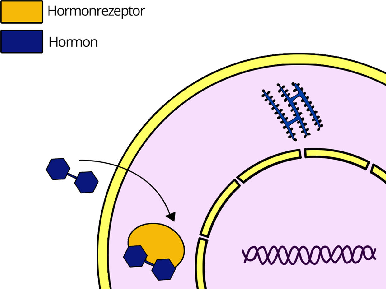 Steuerung Und Regelung Biologie Hormonelle Regelung und Steuerung online lernen