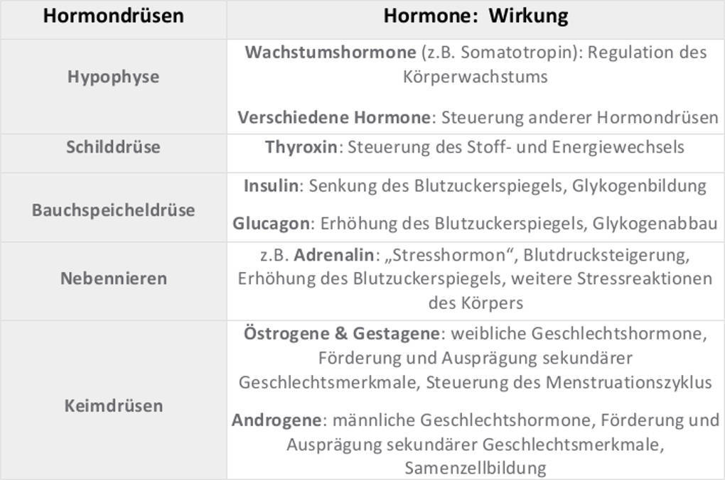 Hormone und deren Wirkung im menschlichen Körper online lernen