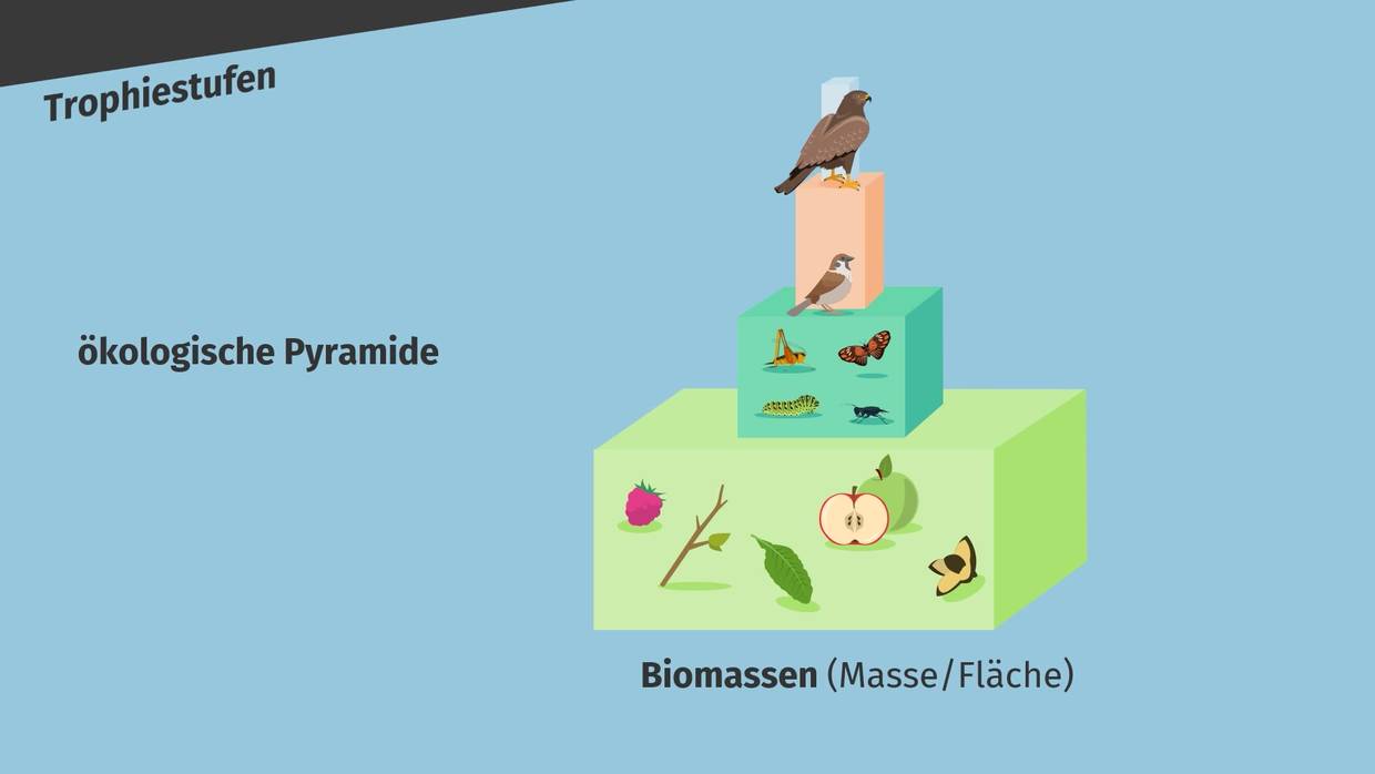 Nahrungsbeziehungen einfach erklärt Beispiele & Erklärung