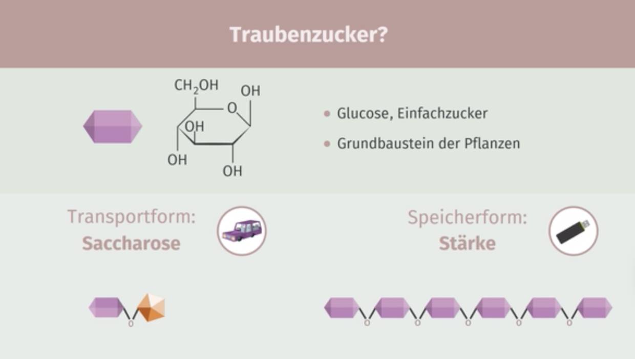 Traubenzucker: Fotosynthese I inkl. Übungen