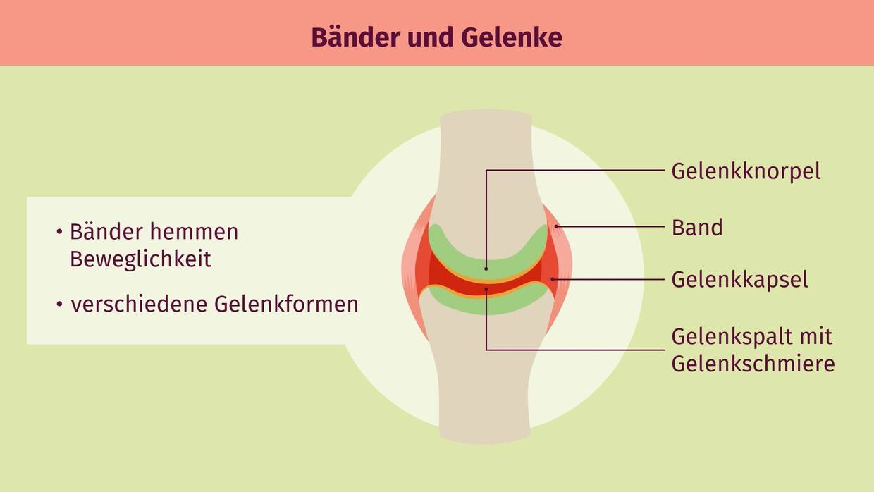 Bänder und Gelenke Beschriftung