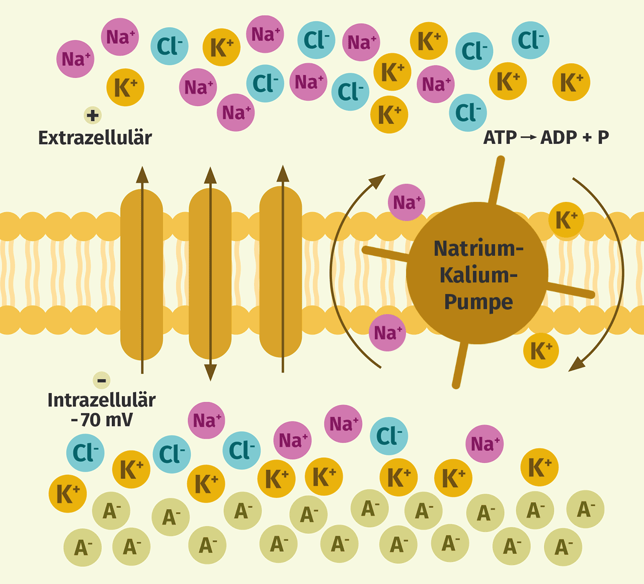 Die Funktion Des Kaliums Bei Der Holzbildung LCMLR Die Funktion Des Kaliums Bei Der Holzbildung LCMLR