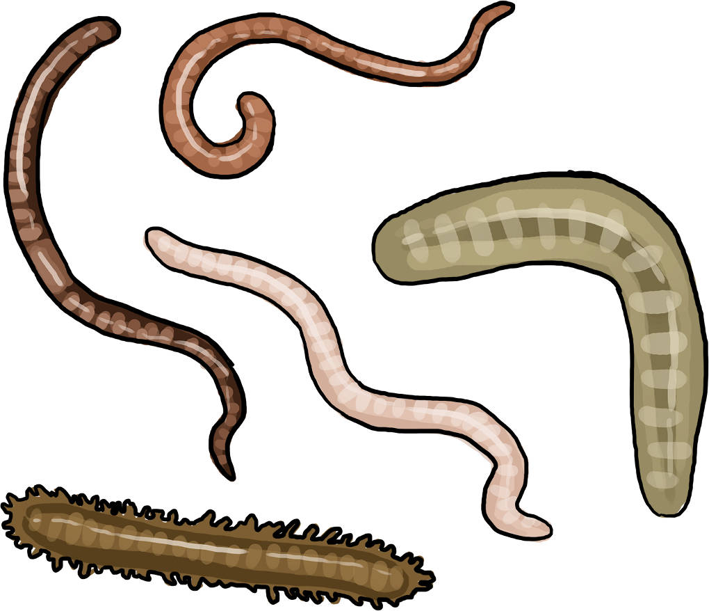 Die Vielfalt der Wirbellosen online lernen