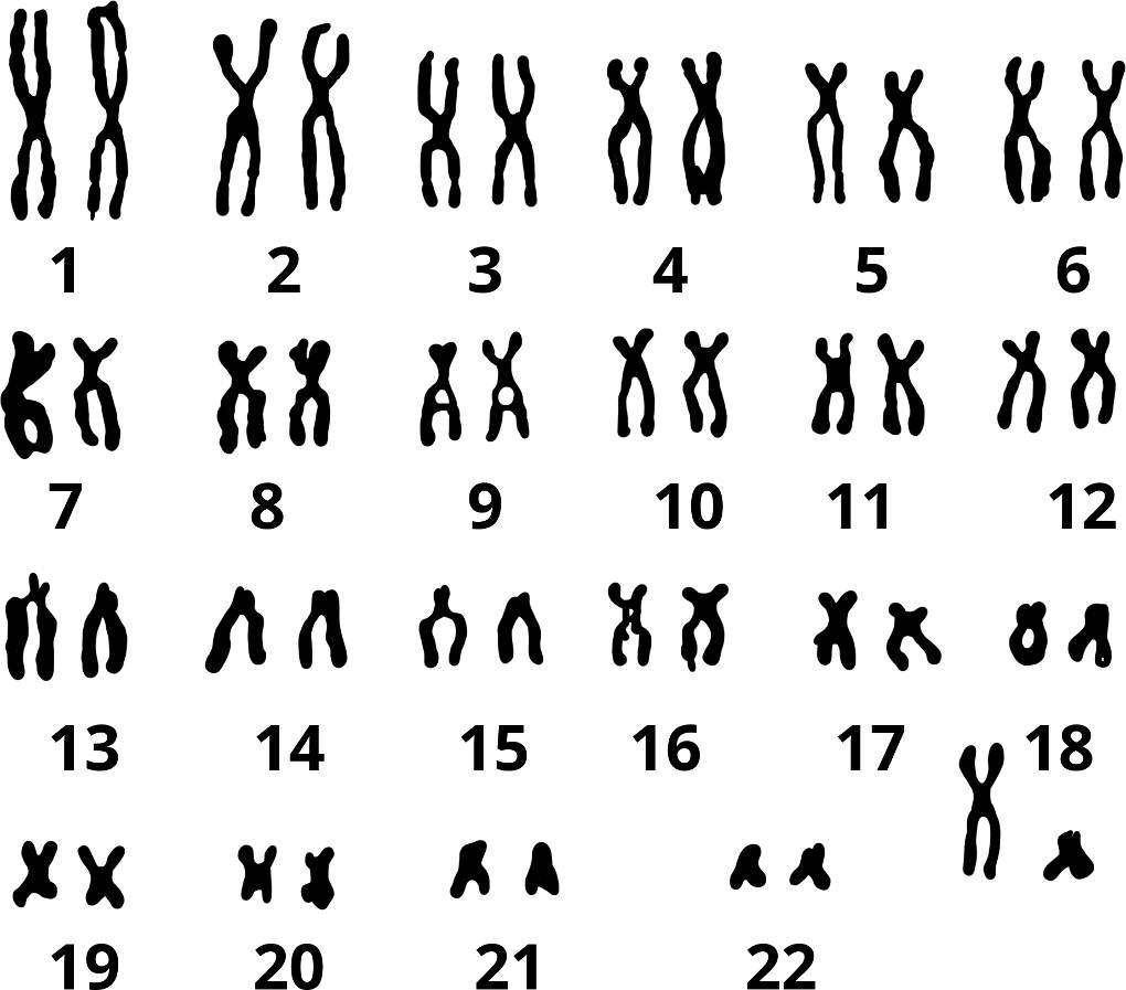 Wieviel Chromosomen Hat Der Mensch Genetik online lernen