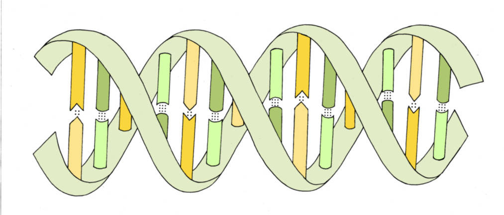 DNA und Molekulargenetik - Oberstufe online lernen