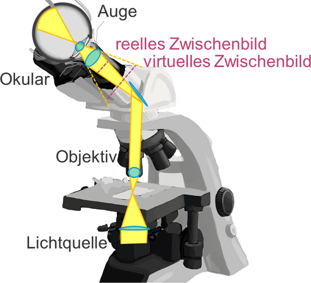 aufbau-eines-mikroskops-lichtmikroskop-aufbau-arbeitsblatt-oiyrhw