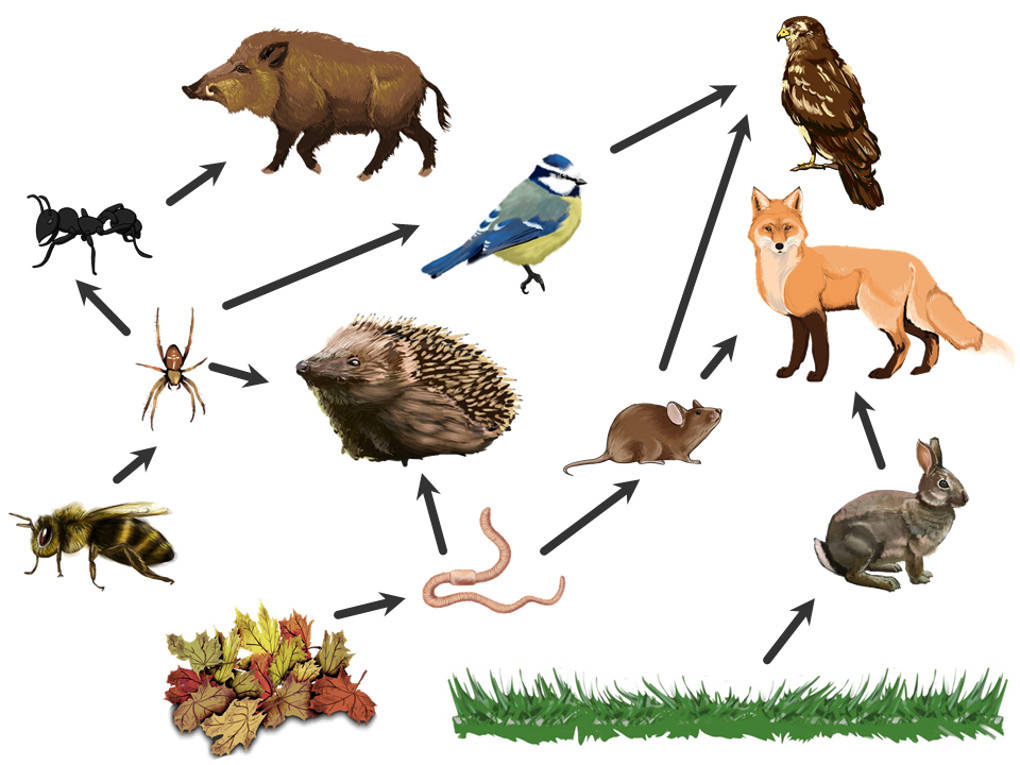 Lehre Der Beziehung Zwischen Organismen Und Umwelt Nahrungsbeziehungen und Lebensgemeinschaften online lernen