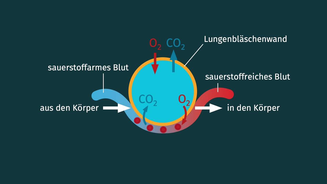 Gasaustausch In Den Lungenbläschen Einfach Erklärt Gasaustausch in der Lunge: Warum atmen wir? (Biologie 7.-8. Klasse)