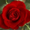 Small red rose 185