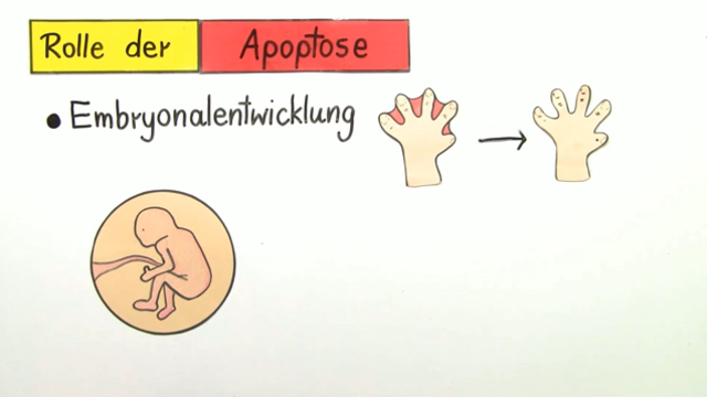 Apoptose – genetisch programmierter Zelltod
