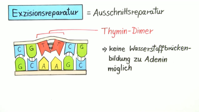 DNA-Schäden und Reparaturmechanismen