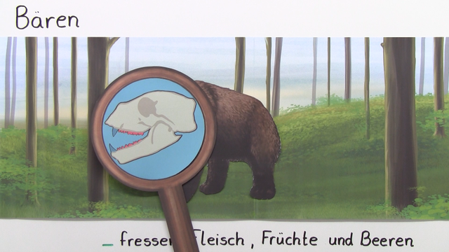 Säugetiere – Anpassung an den Lebensraum