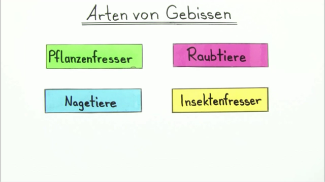 Säugetiere – Ernährung und Gebiss
