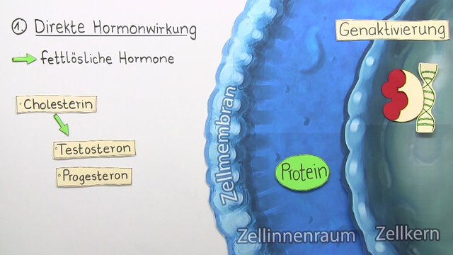 Zelluläre Hormonwirkung