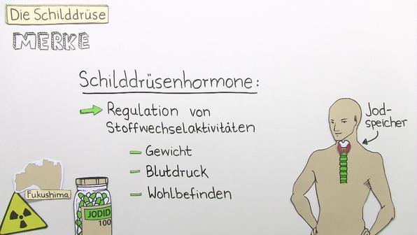 Was Hat Die Schilddrüse Für Eine Funktion Hormonelle Regelung und Steuerung online lernen