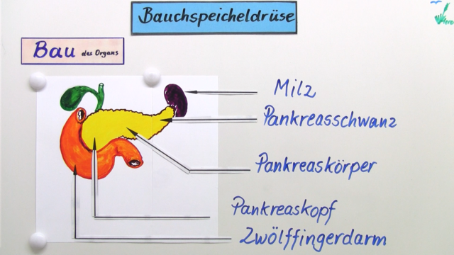 Die Bauchspeicheldrüse – Einfach erklärt (inkl. Übungen)