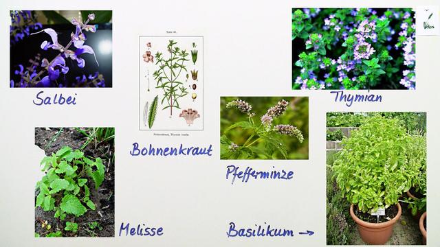 Die Familie der Lippenblütler Biologie online lernen