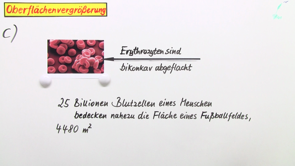 Kennzeichen Des Lebens Biologie Kennzeichen des Lebens und Prinzipien der Biologie online lernen