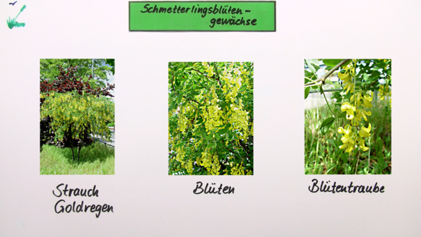 Kreuzblütengewächse Biologie Klasse 6 Vertreter verschiedener Pflanzenfamilien online lernen
