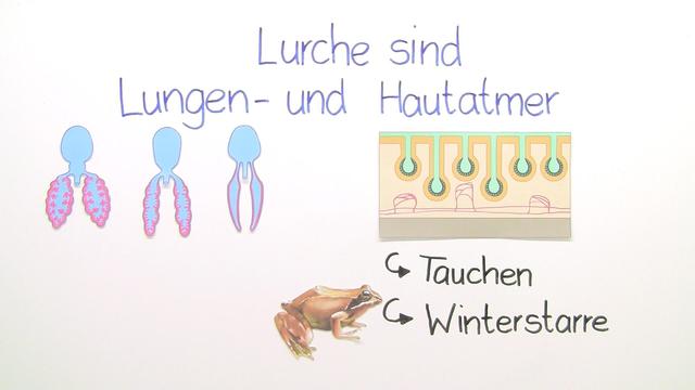 video image