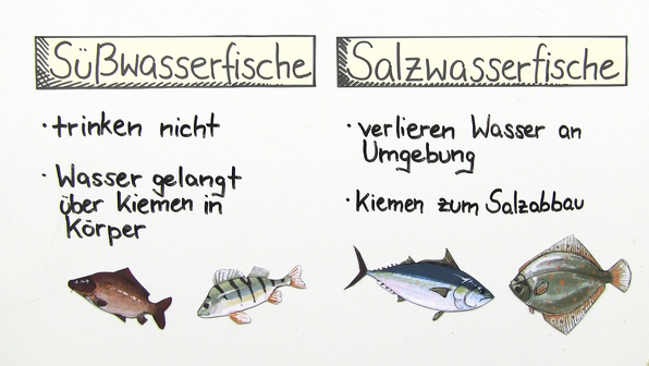 Sehr Kleine Fischart In Süß Und Salzwasser www.sofatutor.com