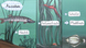 11578 angepasstheit der fische an ihren lebensraum.standbild001