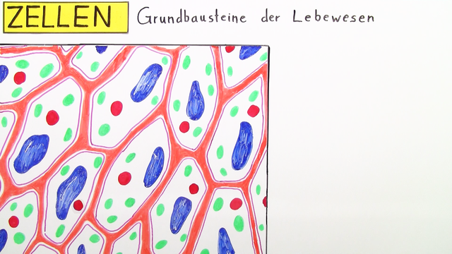 Zellen – die Grundbausteine von Pflanze, Mensch und Tier