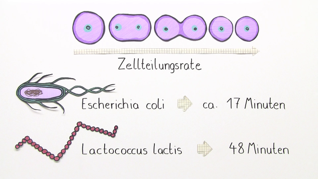 Exponentielle Wachstumsvorgänge