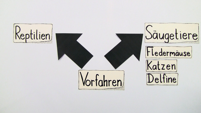 Entstehung der Säugetiere erklärt inkl. Übungen