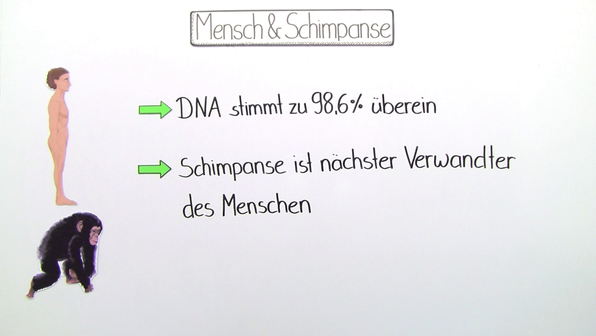 Von Welchem Affen Stammt Der Mensch Ab www.sofatutor.ch