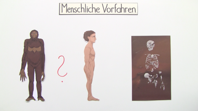 Evolution des Menschen (Vertiefungswissen)