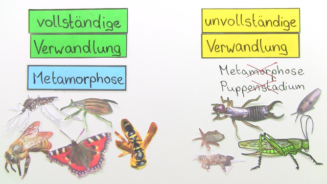 entwicklung-von-insekten-einfach-erkl-rt-in-7-minuten