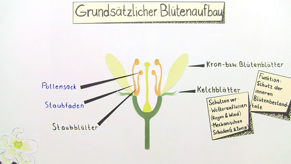 Aufbau einer Pflanze – Wie sieht die Entwicklung aus?