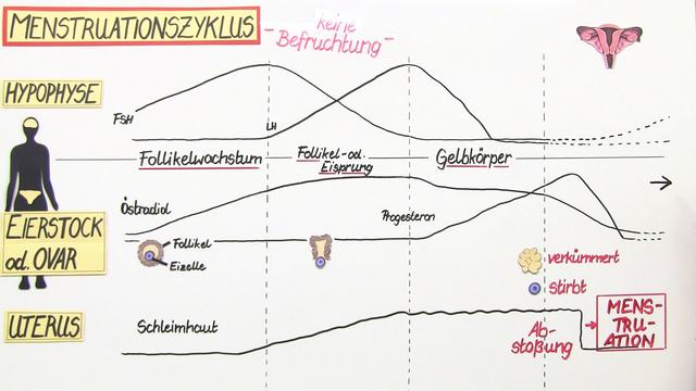 Menstruation – der weibliche Zyklus (Vertiefungswissen)