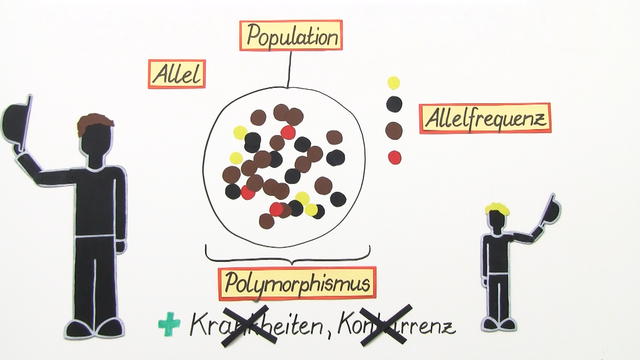 Populationen und ihre genetische Struktur