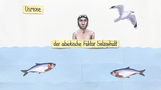 Salz als abiotischer Faktor – Anpassung der Tiere