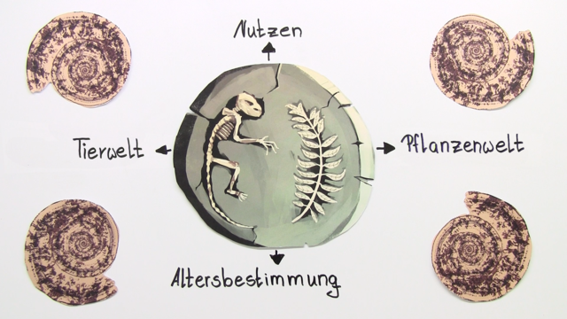 Erläuterung der absoluten Datierung von Fossilien