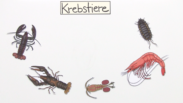 Krebstiere – Lebensweise und Verhalten