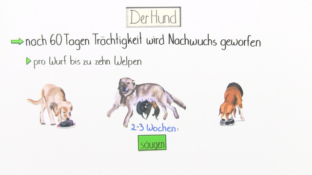 Ist Ein Hund Ein Säugetier www.sofatutor.ch