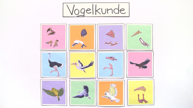 video image