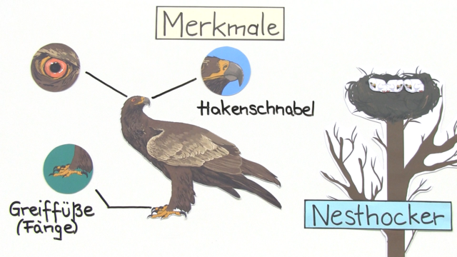 Greifvögel