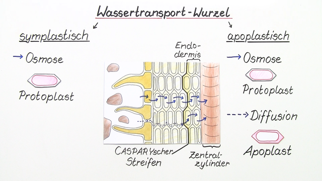 Wassertransport in Pflanzen