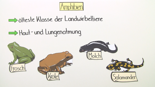 Stammbaum der Wirbeltiere