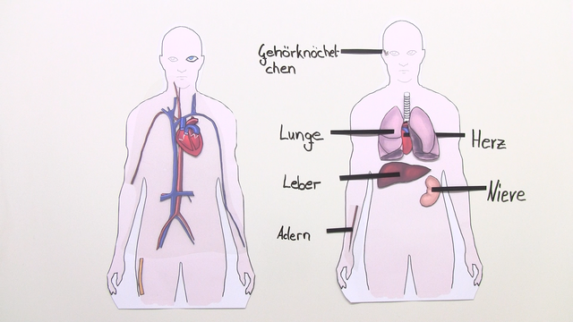 Transplantation und Transfusion