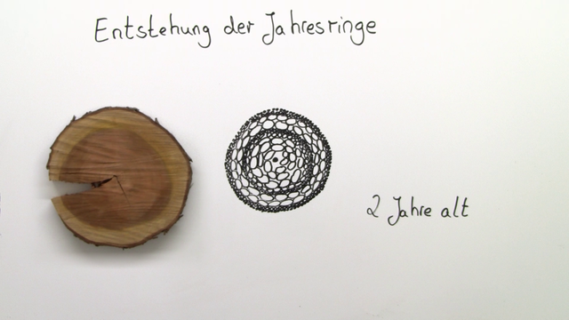 Sprossachse – Dickenwachstum