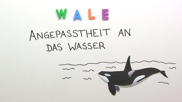 Wale – Angepasstheit an das Wasser
